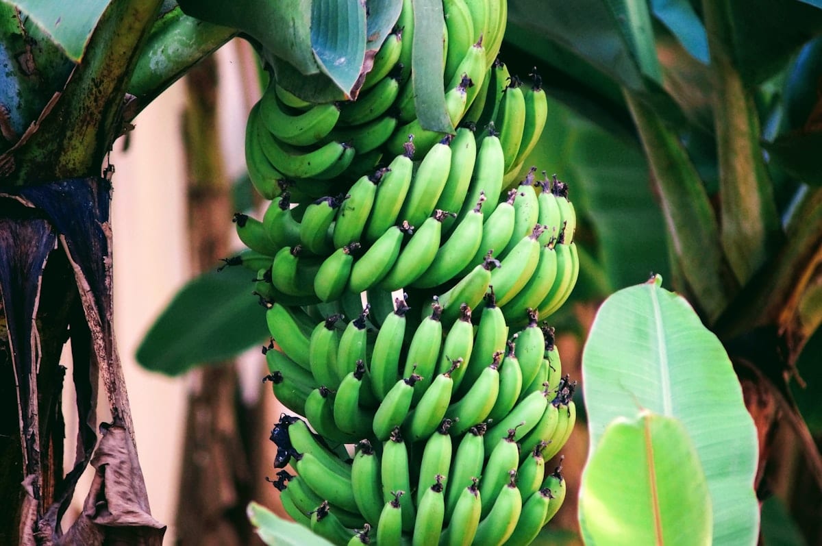 Indian banana exporter — Cavendish Grand Nain fresh export grade APEDA registered phytosanitary certified