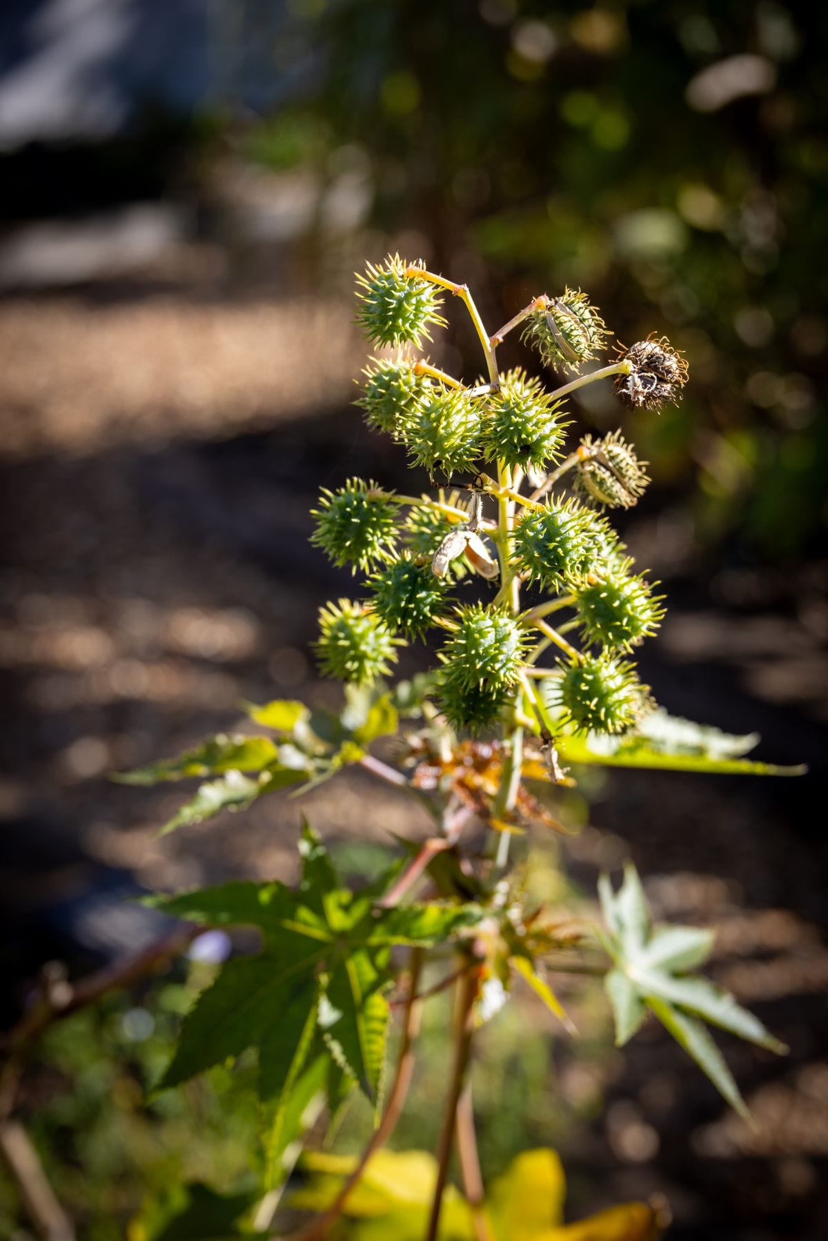 Castor bean plant Ricinus communis — source of Indian castor oil export, Kachchh Gujarat origin, industrial and pharma grade