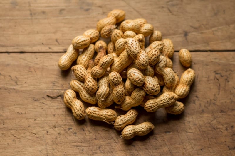 Indian shelled groundnut peanut exporter — Bold Java type, aflatoxin tested per batch, EU MRL compliant, Saurashtra Gujarat
