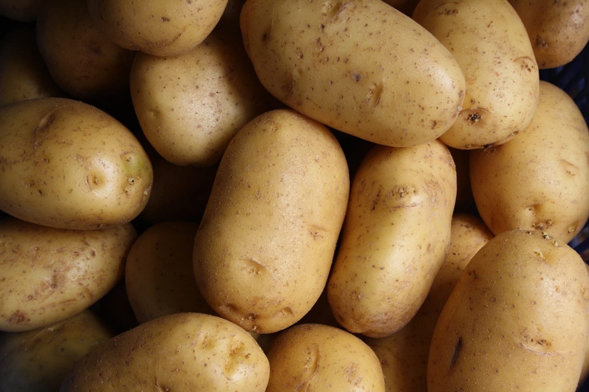 Indian fresh potato exporter — Jyoti Kufri export grade APEDA registered bulk supply