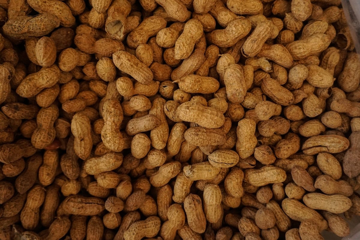 Roasted peanuts exporter India — blanched salted coated snack grade, aflatoxin tested, Saurashtra Gujarat origin